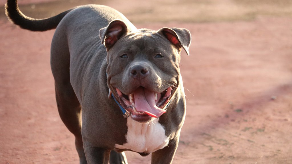 BEBU RASTRGAO PITBUL! Isplivali jezivi detalji: Otac bio NADROGIRAN, dete slomilo vrat pri padu! Ovako se BRANIO pred policijom