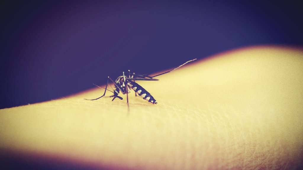 pink.rs U SRBIJI SE POJAVILI TIGRASTI KOMARCI Prenose DENGA virus