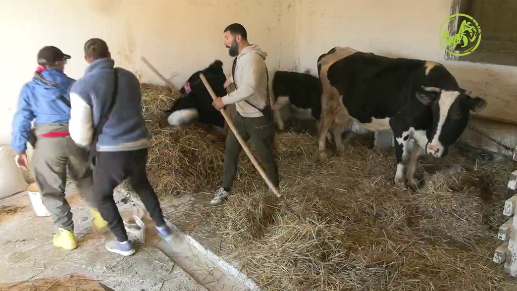 Nasrtaj na Jakšićevu i Lakića! Dušica nema kontrolu, napravila opšti haos, ne dozvoljava da joj se iko meša u posao (VIDEO)