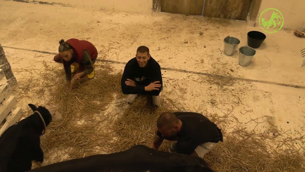 Farmeri prvi put pomuzli kravu, evo da li su uspeli da uzmu mleko od Ruže (VIDEO)