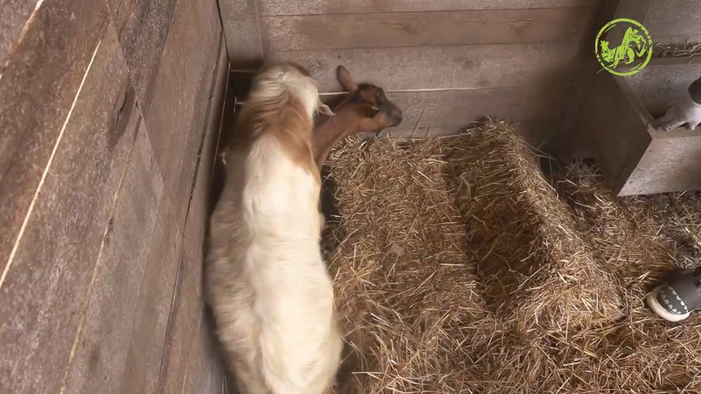 Sneža odrukala ukućane, otkrila Proki da pojedini ne cepaju drva, već uzimaju daske i lože peć: To ne sme da se radi! (VIDEO)