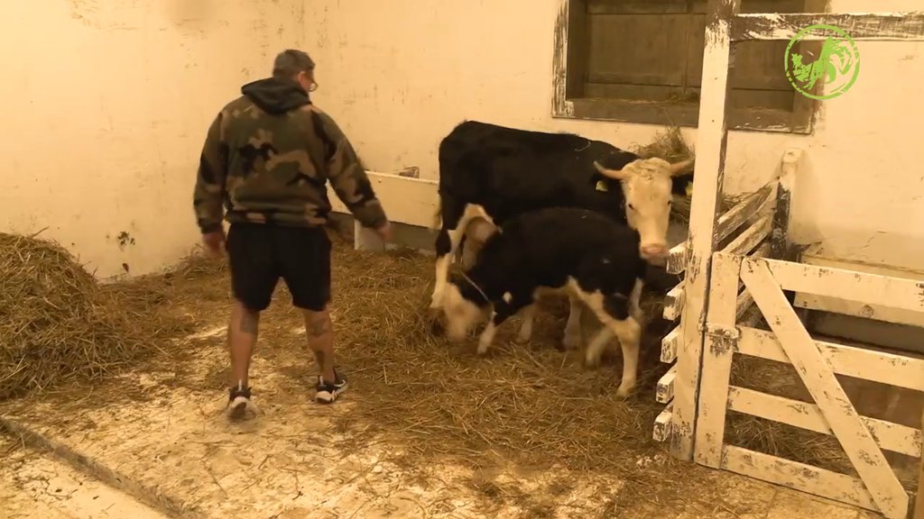 Farmerke oduševljene teletom, ali i Kristijanom, okupile se, pa gledale njihovu igru (VIDEO)