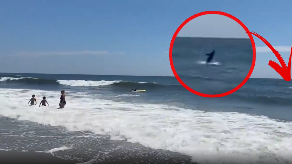 AJKULA VIĐENA NA SAMO METAR OD OBALE: Snimak iz popularnog letovališta koje Srbi obožavaju UZNEMIRIO TURISTE (VIDEO)