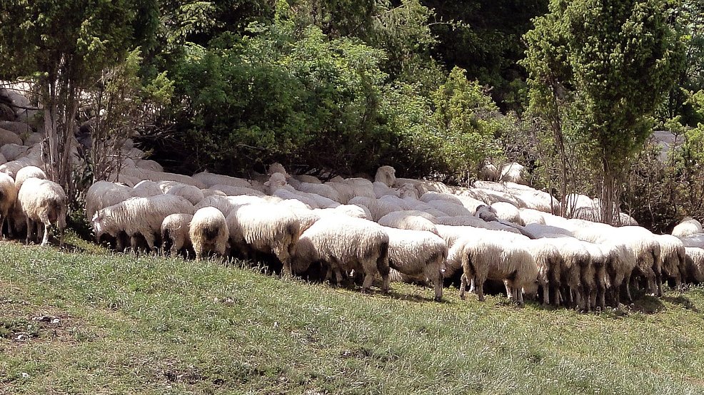 OKO 10.000 OVACA UGINULO OD STRAVIČNE POŠASTI! Opasna zaraza HARA u komšiluku, stočari se hvataju za glave, situacija nije dobra uopšte, potvrđena 64 žarišta!