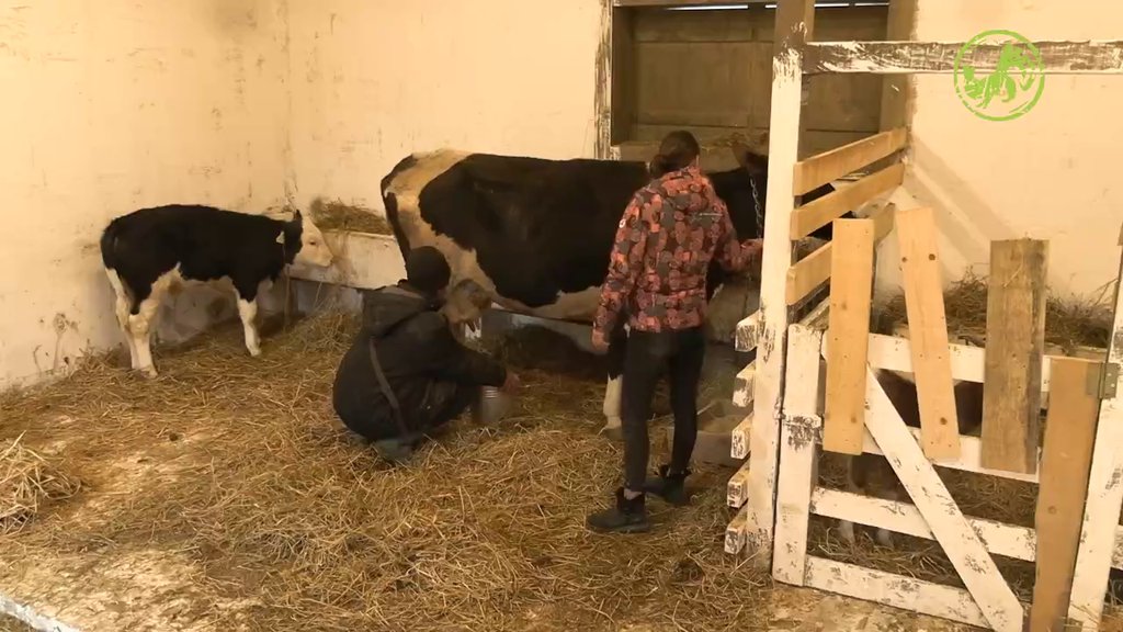 Nataša uči Pecu kako da pravilno pomuze kravu, on joj odbrusio: Šta ti misliš, da je lako (VIDEO)