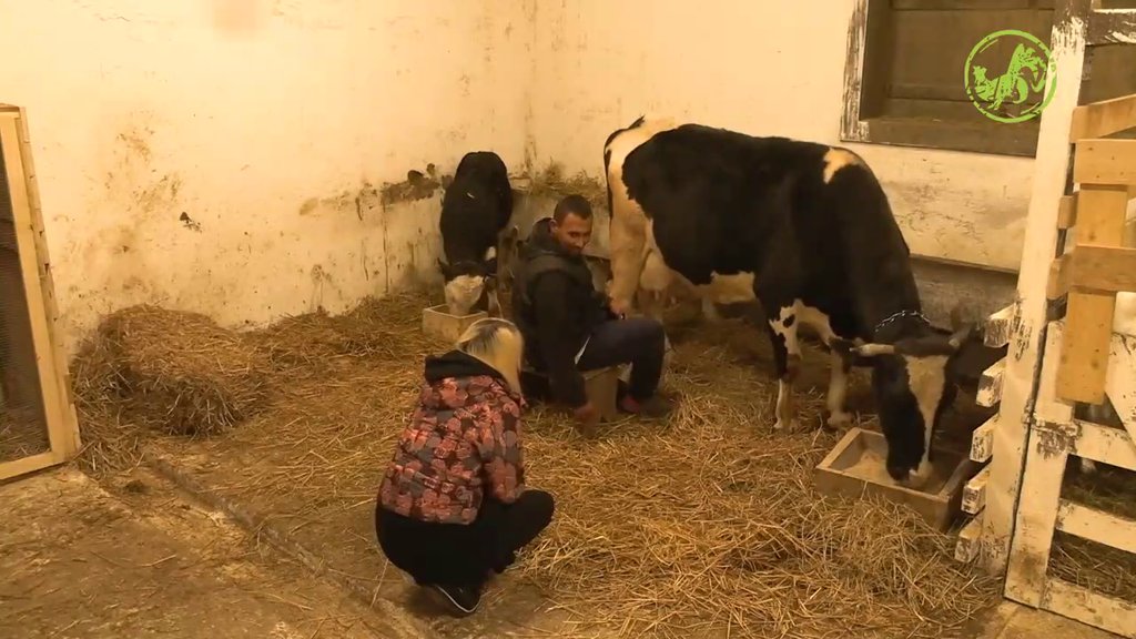 Elena želi da nauči kako da pomuze kravu, Peca je uveo u posao: Moraš da imaš dušu za životinje (VIDEO)