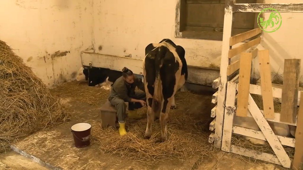 Počela sam da te sanjam: Dušica razgovara sa životinjama jer ljudima na imanju nije omiljena farmerka (VIDEO)