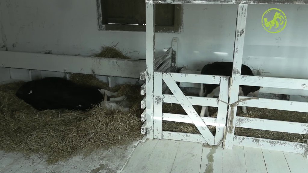 Konačno složni! Najmlađi učesnik Farme dobio ime, a njihovi predlozi nasmejaće vas do suza (VIDEO)