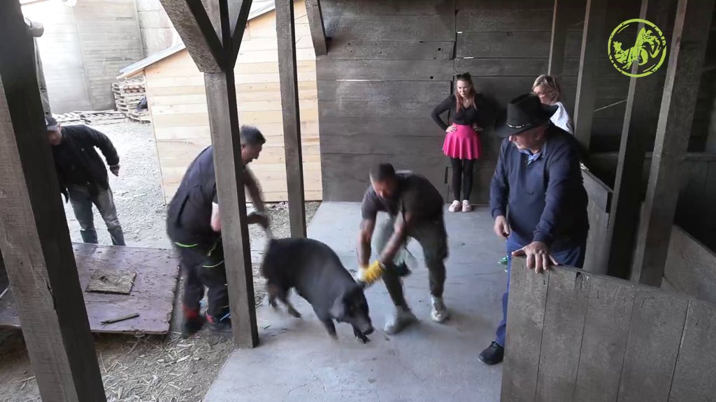 HIT SCENA! Farmerima pobegle svinje, jurcaju po imanju kao opareni (VIDEO)