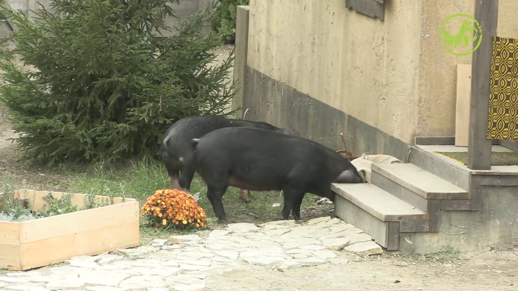 Snežu zanimalo kako bi Andrea ocenila njen stajling, ona servirala odgovor momentalno: Kao da su te izvadili iz kante (VIDEO)