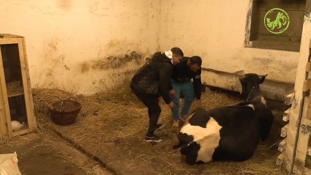 Pesma i izazovi se samo nižu imanjem: Farmeri skočili na noge, daju sve od sebe da ispune svaki zadatak! (VIDEO)