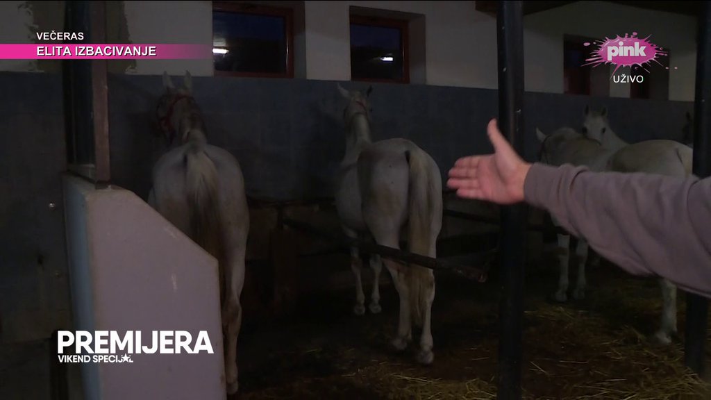 GASTOZ KUPIO KONJA! Pobednik Elite 8 otkrio sve o saradnji sa pevačicom i odnosu sa Anđelom Đuričić: IZRŽALI SMO GODINU DANA, IMALI SMO OKRŠAJČIĆ...