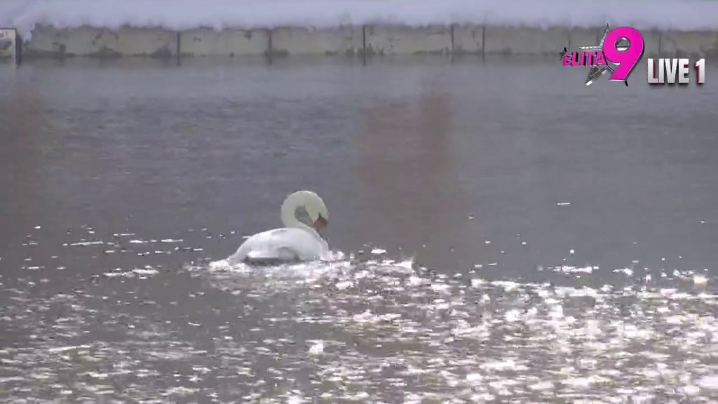 NEOČEKIVANI GOST U ELITI! Evo ko je zaplivao po jezeru ovog ledenoj jutra! (VIDEO)