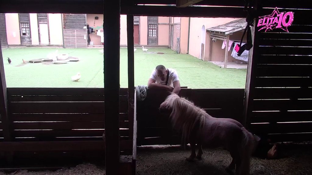 Pronašao društvo za sebe: Milan ima novu razonodu, rešio da proćaska sa patkama i ponijem dok prostire veš ! (VIDEO)