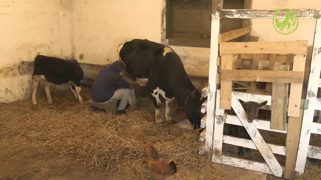 NIŠTA DOK TO 'GAZDA ŠTALE' NE PROVERI: Peca jutros poverio posao Aleksandri i Boži, međutim... (VIDEO)