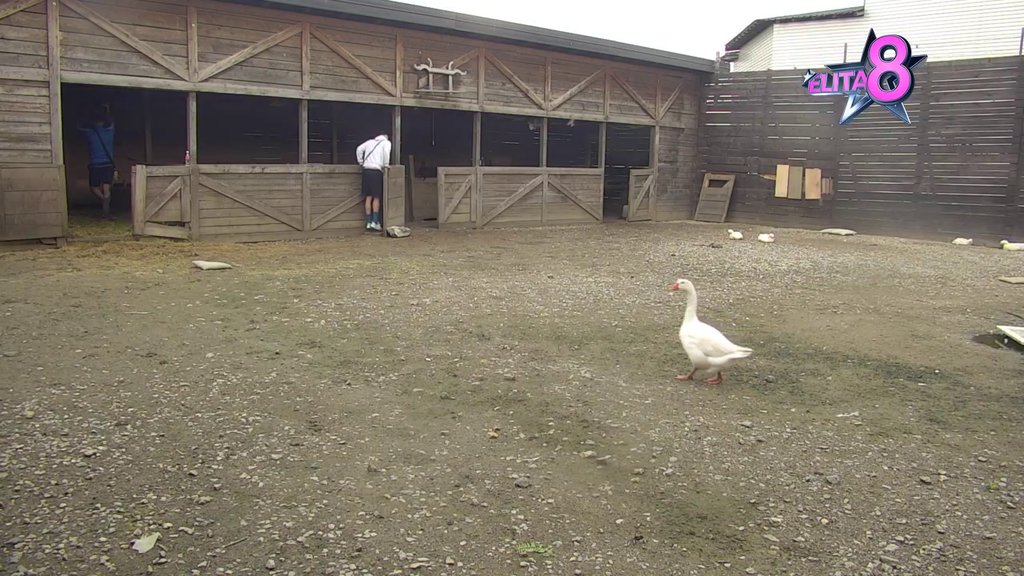 PRONAŠAO RAZONODU: Terza rešio da skrene misli sa Sofijine rođendanske proslave na OVAJ način! Pored ponija i kokošaka se smirio! (VIDEO)