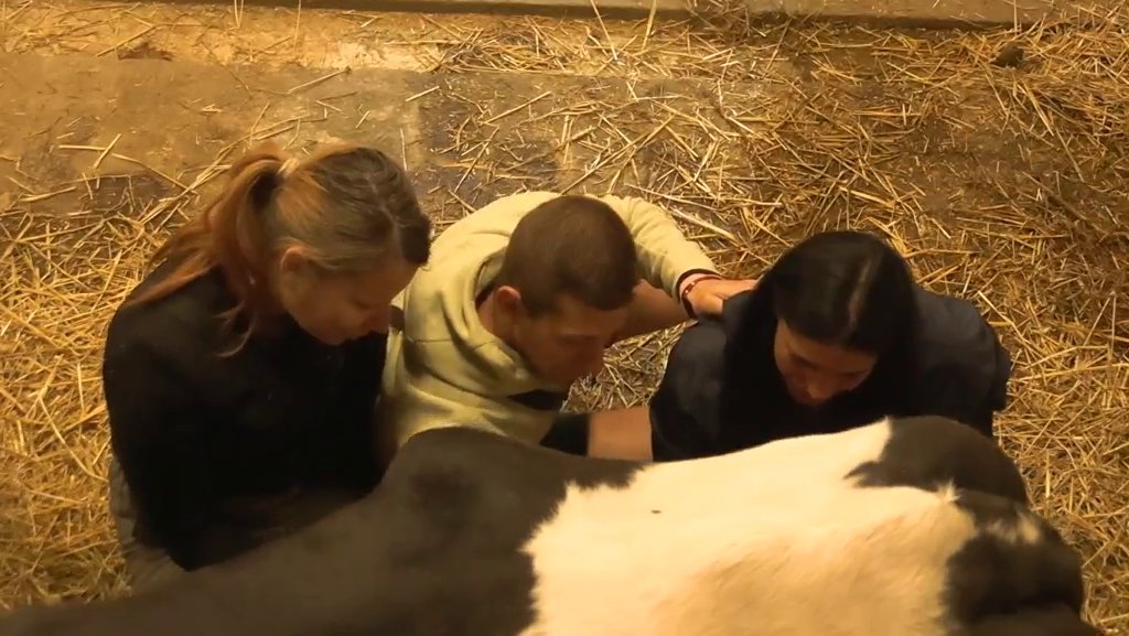 Boža popio ispalu i od krave! Aleksandra mu objasnila kako da je pomuze, on se TRESE OD STRAHA (VIDEO)