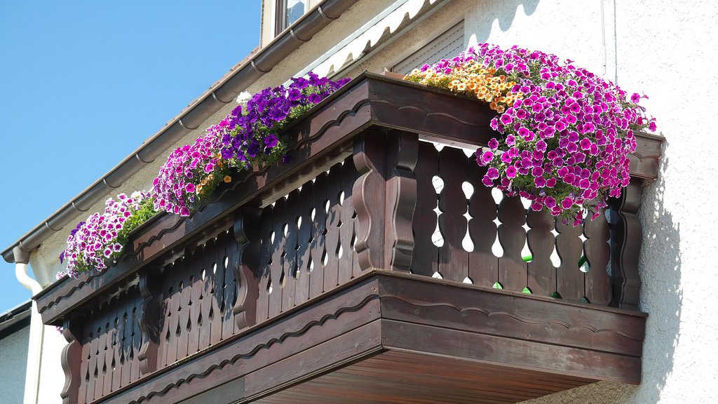 Posadite ovo cveće u februaru, imaćete najlepši balkon: Bujaće kao ludo sve do jeseni