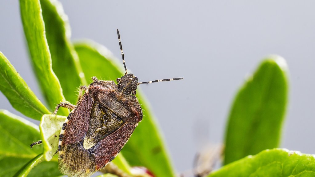 Insekti dolaze s prolećem, saznajte kako se zaštititi | pink.rs