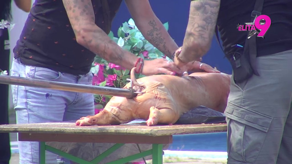 PRVOMAJSKI URANAK U ELITI! Terza zasukao rukave, pa spremio sve za okretanje praseta na ražnju! (VIDEO)
