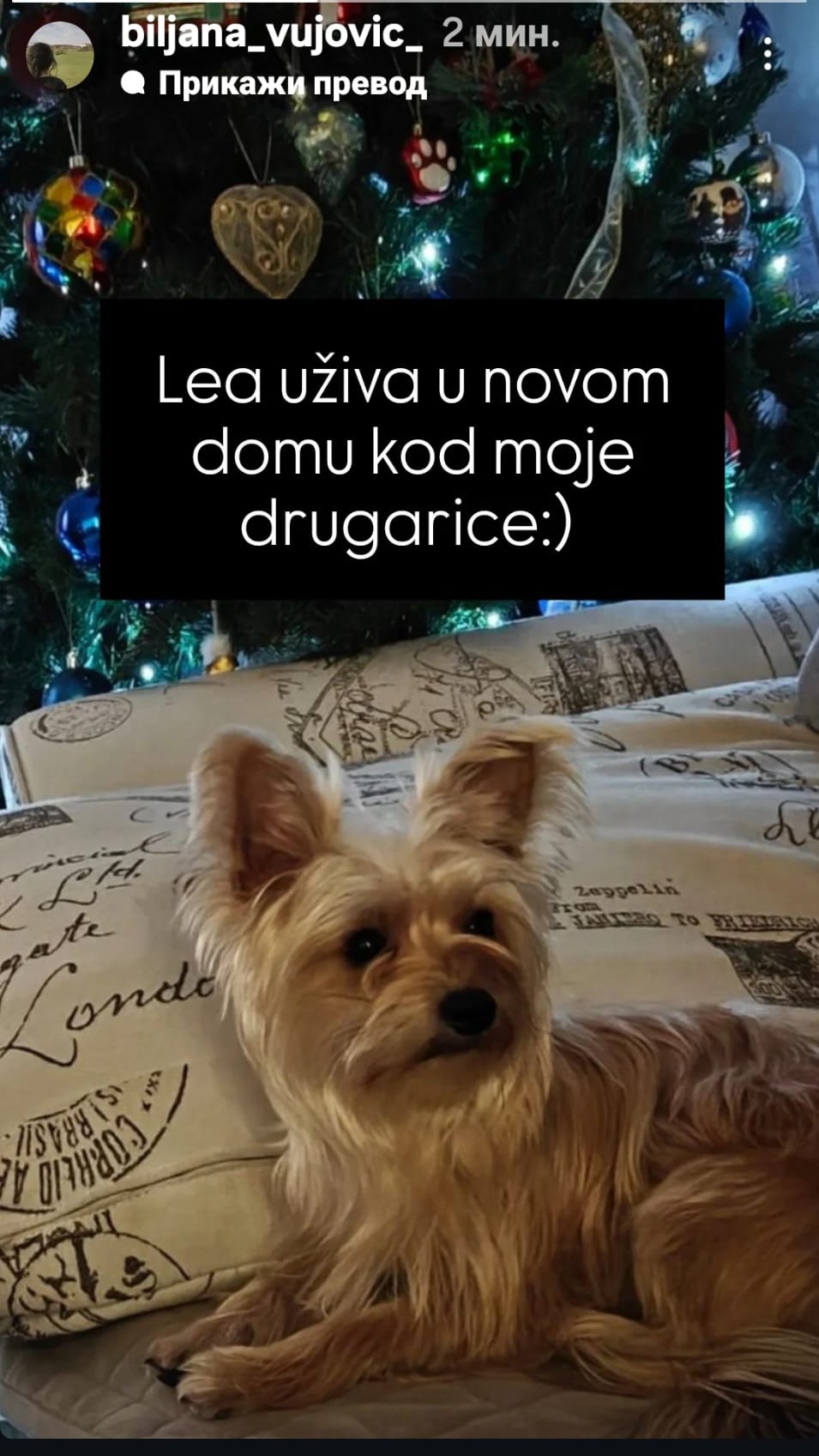 Otkrivamo sudbinu Lee, psa Aneli i Luke: Biljana Vujović odbila da je udomi, pa donela radikalnu odluku