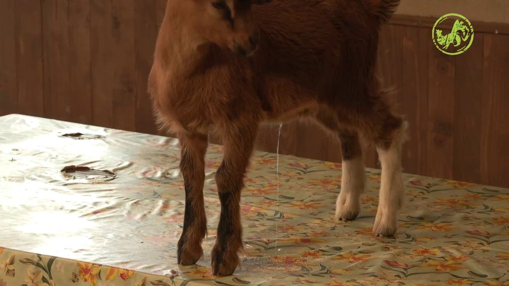 Haos! Jarići izabrali STO UMESTO LIVADE: U borbi za teritoriju, PUSTILI BEŠICI NA VOLJU: Farmeri ovde neće večerati? (VIDEO)