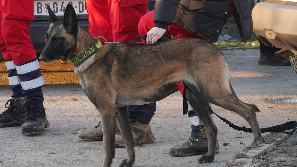 OVO JE PAS KOJI JE PRONAŠAO DEVOJČICU DUNJU: Ikona je danas heroj Uba