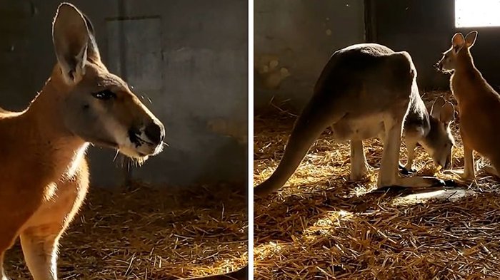 Predivan prizor u Beo Zoo vrtu: 
Mladunče kengura izašlo iz mamine torbe i uživa sa roditeljima