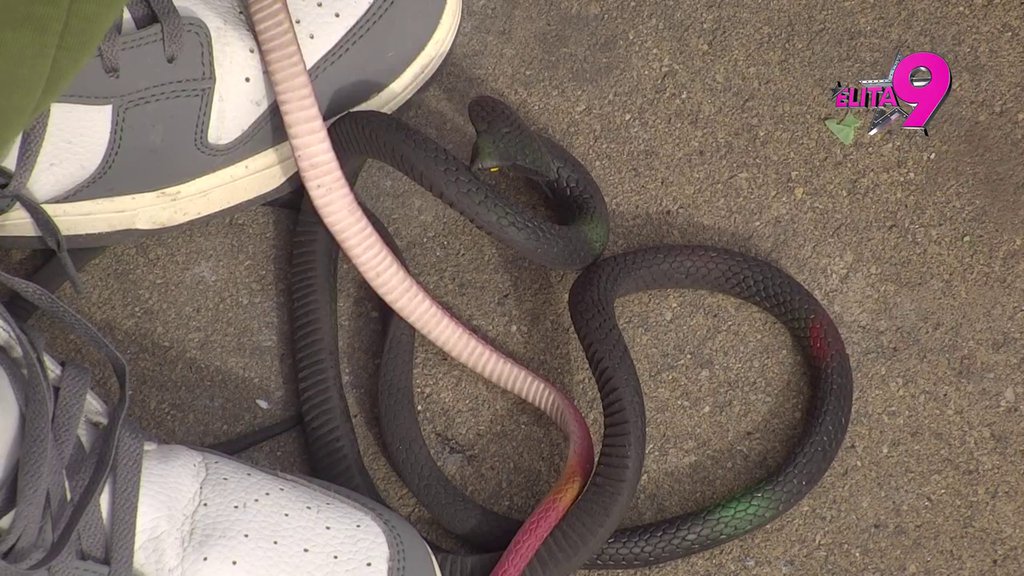 Moja je Ceca, tvoja Jeca: Janjuš i Toša izveli zmije u šetnju! (VIDEO)