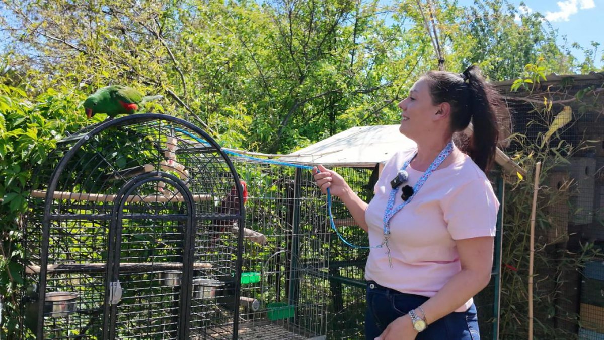 OVO JE KIMBA! Svaki dan šeta Loznicom: Ima povodac, pitom je i naviknut na život među ljudima