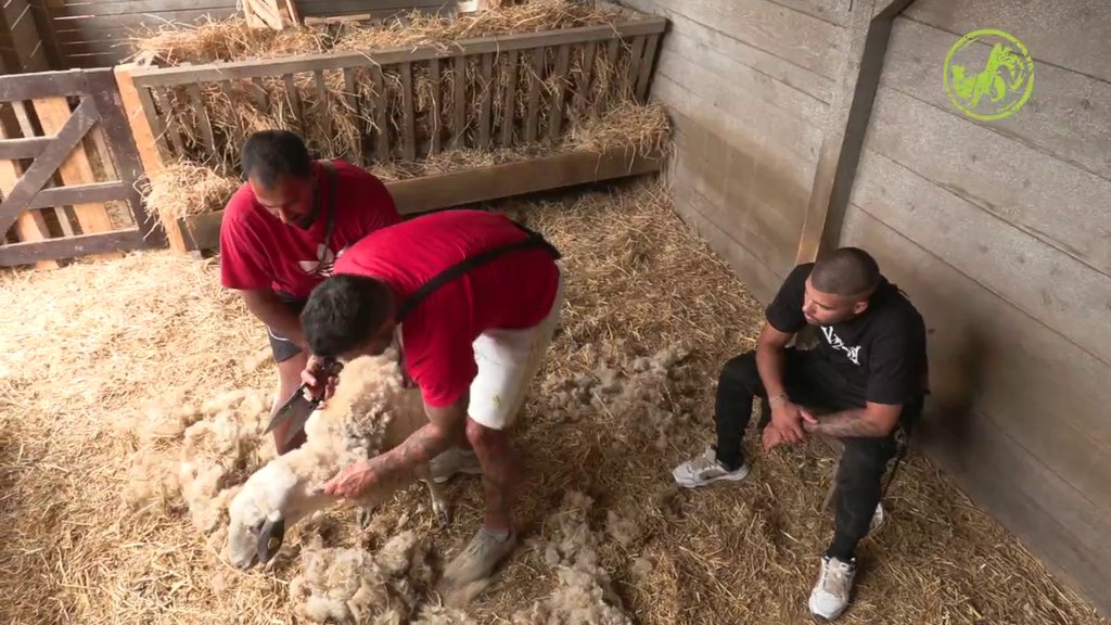 BACILI SE NA ZADATAK: Evo ko se osmelio u šišanju ovaca (VIDEO)