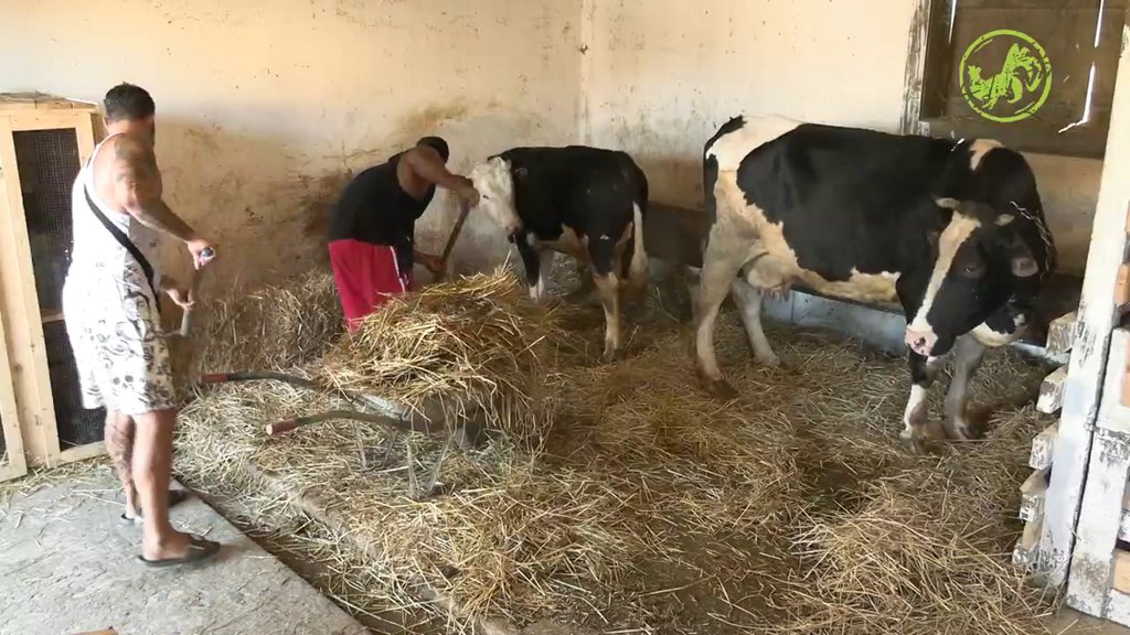 NAJVREDNIJI?! Peca i Lakić dominiraju na svom terenu: Štala nikada nije ovako izgledala (VIDEO)