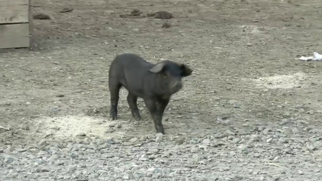 ISTOPIĆETE SE OD PRIZORA! Najslađi stanovnici imanja svima izmamili osmeh na lice (VIDEO)