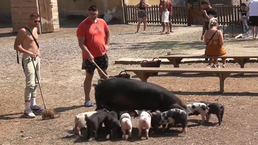 Hit scena: Kristijan i Boža ne mogu da obuzdaju stanovnike Farme, jure ih na sve strane (VIDEO)