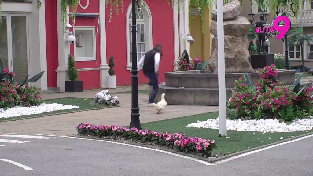 SMEH DO SUZA: Asmina pojurila patka po dvorištu, urnebesna scena popravila dan učesnicima Elite! (VIDEO)