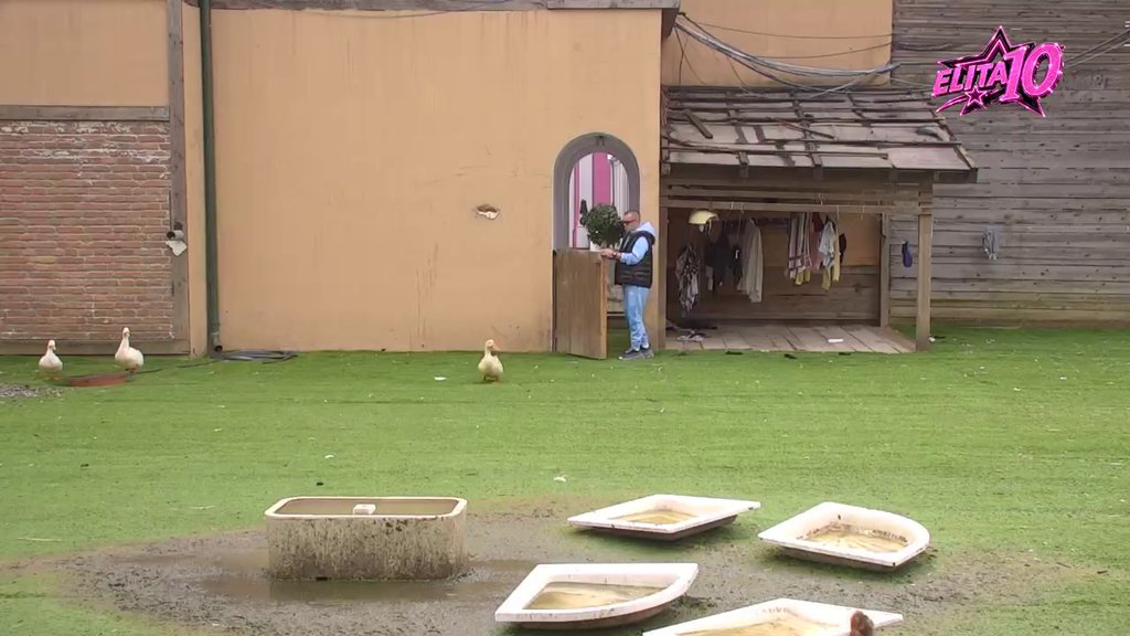 Dača izvukao deblji kraj: Guske ga jurile po dvorištu, pa mu se okomile na patike! (VIDEO)
