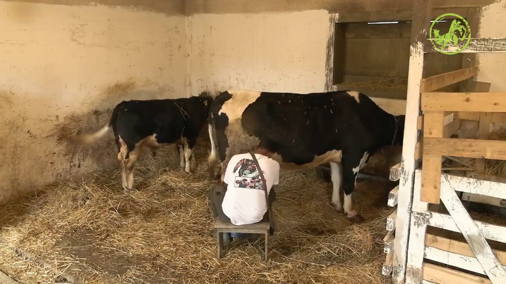 RADI OD RANOG JUTRA! Peca grabi ka tituli NAJVREDNIJEG učesnika na imanju - Pokazao i u kom poslu se najbolje snalazi (VIDEO)