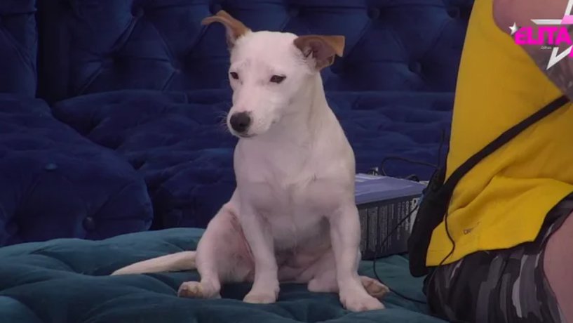 Evo gde se nalazi Vesna: Janjuševog psa zavoleli su svi gledaoci Elite, a sada je otkriveno ko brine o njoj (FOTO)